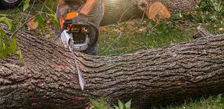 Trusted Orion, IL Tree Care  Experts